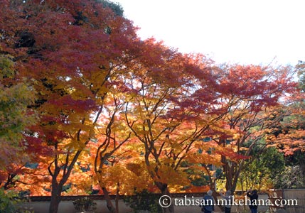 白野江植物公園での紅葉模様