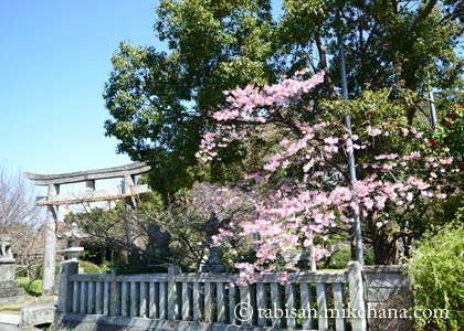 内日神社の早咲きの桜は散り始めて...