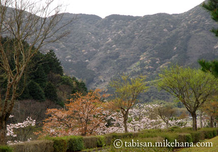 山桜が彩りを･･･