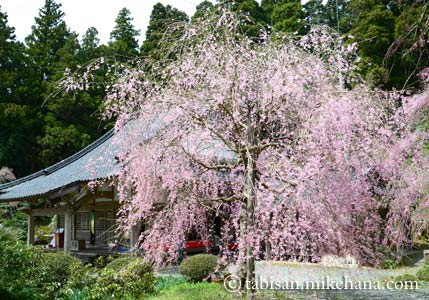 本堂前の枝垂れ桜は･･･