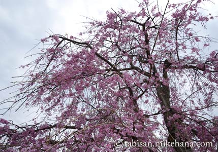 色濃いピンクの枝垂れ桜も...