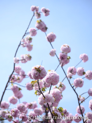 モコモコ桜のタワー...