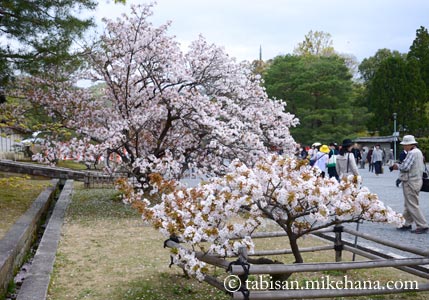 仁和寺の御室桜を･･･