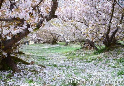 散り花も多いがまだ見頃の桜が...