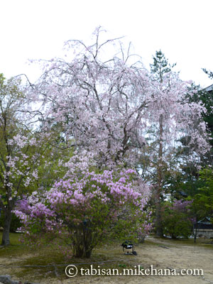 枝垂れ桜とヤマツツジが...
