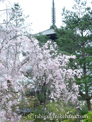 枝垂れ桜と五重塔...