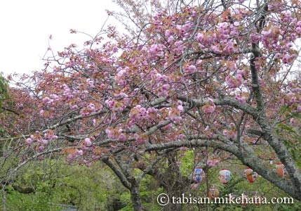 枝垂れ桜は終わっていたが、名残のサクラが･･･