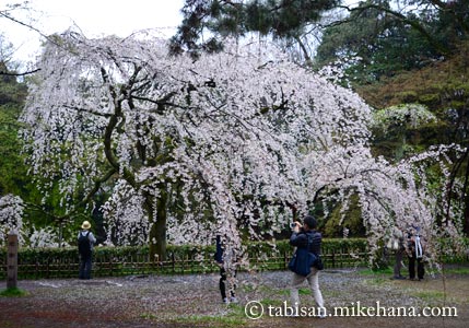 40数年ぶりの京都御苑･･･