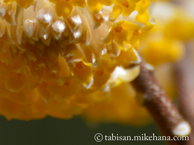 黄色く浮かび上がるミツマタの花