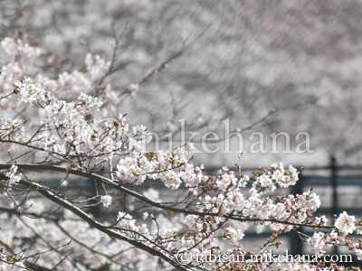白く煙るような満開の桜